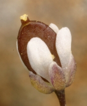 Draba verna
