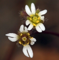 Draba verna