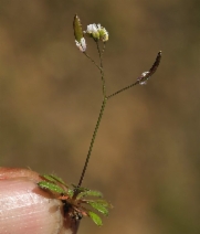 Draba verna