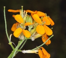 Erysimum capitatum var. capitatum