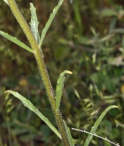 Erysimum capitatum var. capitatum