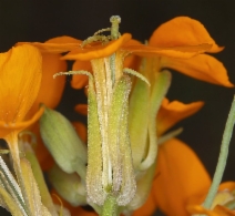 Erysimum capitatum var. capitatum