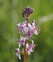 Guillenia lemmonii