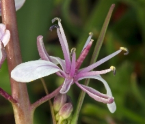 Guillenia lemmonii