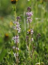 Guillenia lemmonii