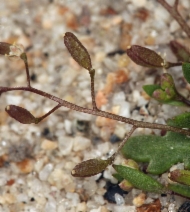 Hutchinsia procumbens