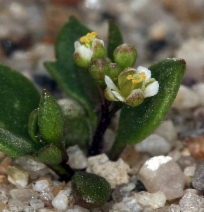 Hutchinsia procumbens