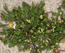Hutchinsia procumbens