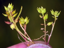 Lepidium dictyotum var. acutidens