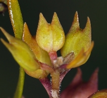 Lepidium dictyotum var. acutidens