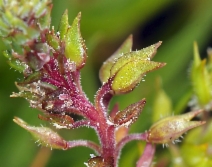 Lepidium dictyotum var. acutidens