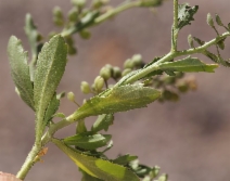 Lepidium lasiocarpum ssp. lasiocarpum