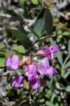 Lathyrus lanszwertii - Calflora