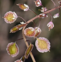 Thysanocarpus curvipes