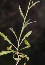 Thysanocarpus curvipes