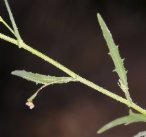 Thysanocarpus curvipes ssp. curvipes