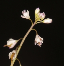Thysanocarpus curvipes ssp. curvipes
