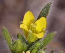 Tropidocarpum gracile