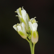 Turritis glabra