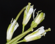 Turritis glabra
