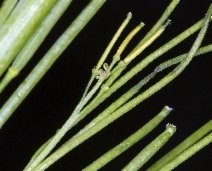 Turritis glabra
