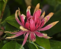 Calycanthus occidentalis