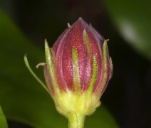 Calycanthus occidentalis