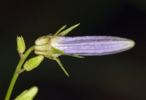 Asyneuma prenanthoides
