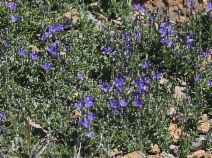 Campanula scabrella