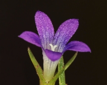 Githopsis specularioides