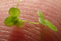 Lemna minuta