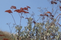 Eriogonum giganteum