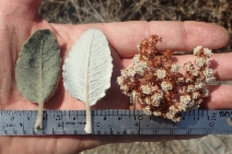 Eriogonum giganteum