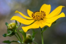 Bidens laevis