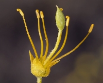 Isomeris arborea