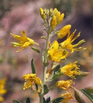 Cleomella arborea var. angustata