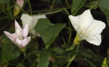 Calystegia occidentalis ssp. occidentalis