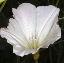 Calystegia longipes
