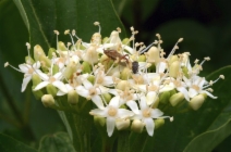 Cornus sericea ssp. sericea