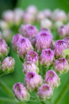 Pluchea odorata