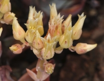Dudleya cymosa
