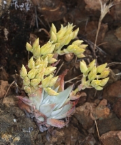 Dudleya cymosa