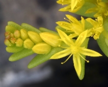 Sedella pumila