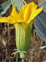 Cucurbita foetidissima