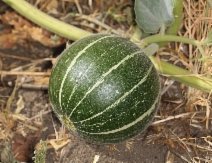 Cucurbita foetidissima