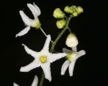 Marah oreganus