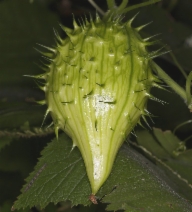 Marah oreganus