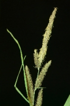 Carex amplifolia