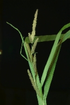 Carex amplifolia