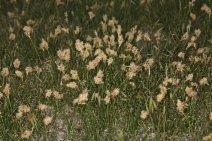 Carex douglasii